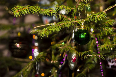 Close-up of christmas tree