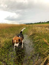 Dog in a field