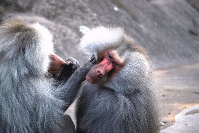 Close-up of a monkey