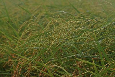 Close-up of grass growing in field