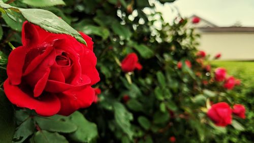 Close-up of red rose