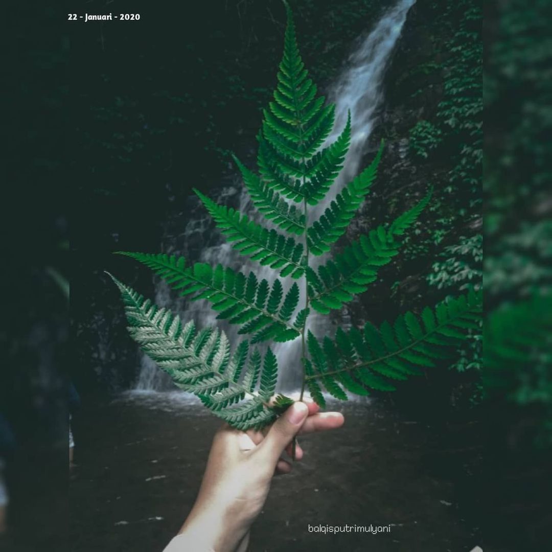 hand, one person, tree, nature, plant, green, leaf, plant part, holding, outdoors, day, screenshot, personal perspective, adult, jungle, growth, close-up, ferns and horsetails, water, women, finger, lifestyles