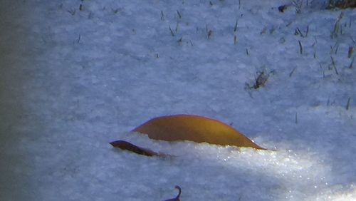 Close-up of jellyfish swimming in water