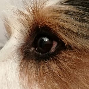 Close-up of dog eye