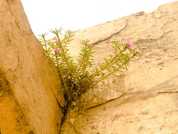 Close-up of plants