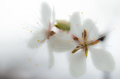 Close-up of white flower
