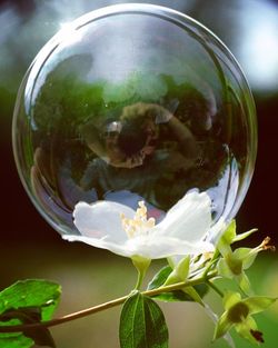 Close-up of fly on glass flower