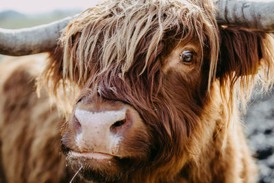 Close up of a head of a scottish highland cattle looking at the camera