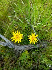 Yellow flowers blooming on field