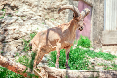 Capra caucasica cylindricornis . mammal with big horns in the zoo . east caucasian tur