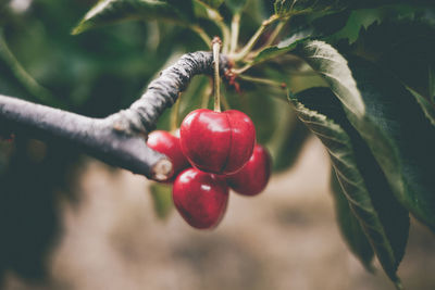 Close-up of berries growing on tree