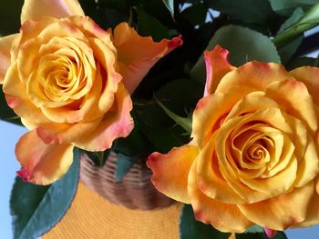 Close-up of roses in vase