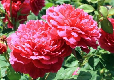 Close-up of red rose