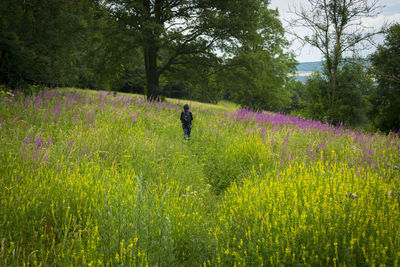 Rear view of woman amidst flowering plants on field