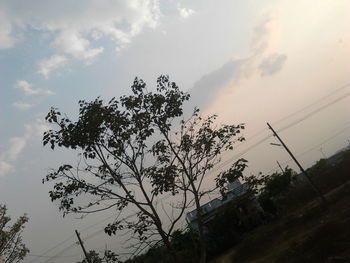 Low angle view of trees against sky