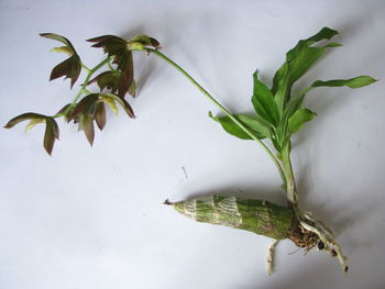 Close-up of lizard on plant