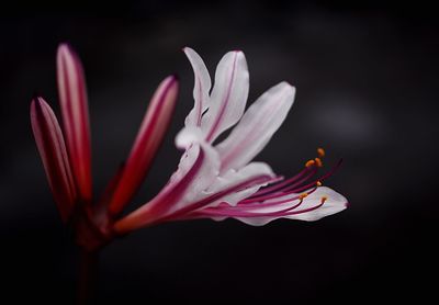 Close-up of flower against black background