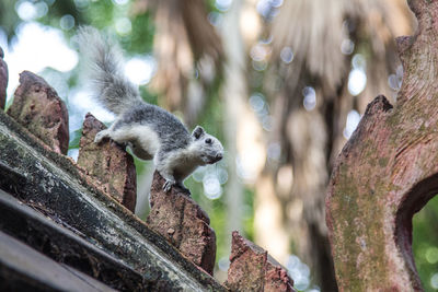 Low angle view of squirrel on tree