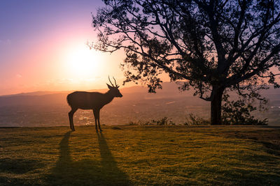 Silhouette horse standing on field against sky during sunset