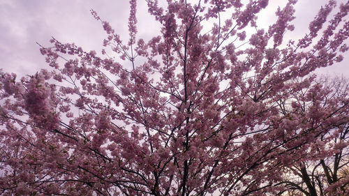 Low angle view of cherry blossom tree