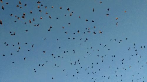 Low angle view of silhouette birds flying against clear sky