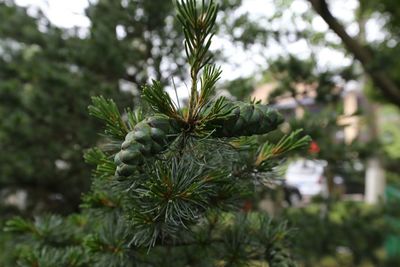 Close-up of fresh green plant