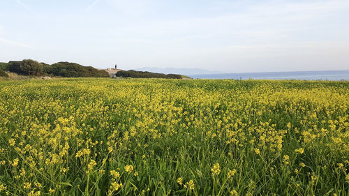 Scenic view of oilseed rape field against sky