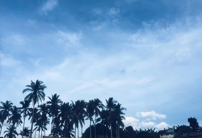 Low angle view of palm trees against sky