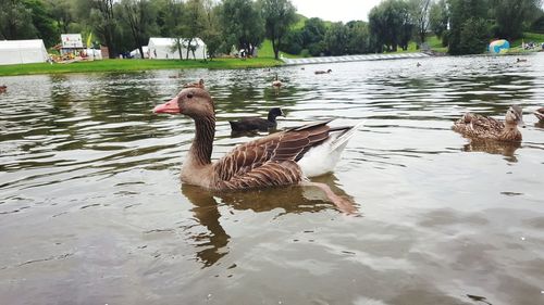 Swan swimming on lake