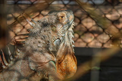 Close-up of owl perching outdoors