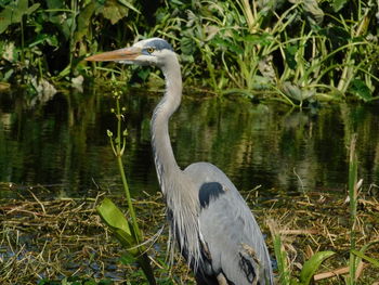 High angle view of gray heron in lake