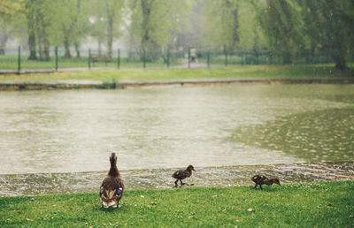 People relaxing on grassy lakeshore