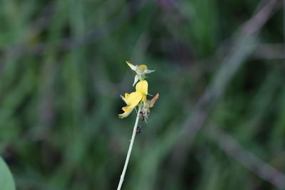 Close-up of yellow flowering plant