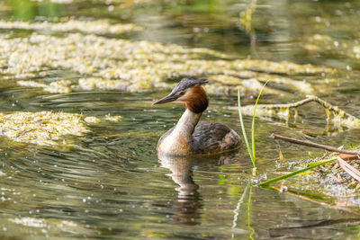 Duck swimming in lake