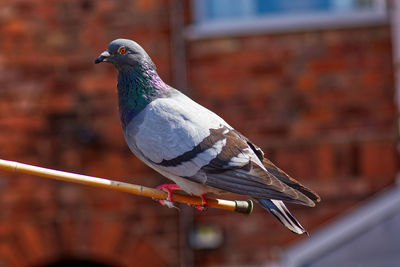 Close-up of bird perching