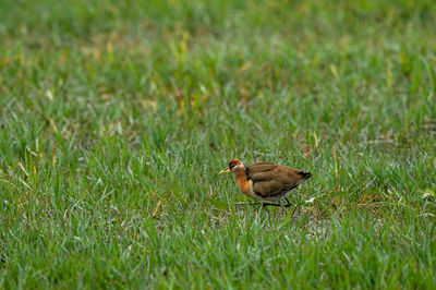 View of a bird on field