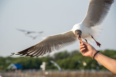 Low angle view of seagull flying