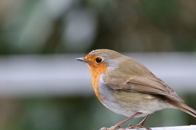 Close-up of a robin 