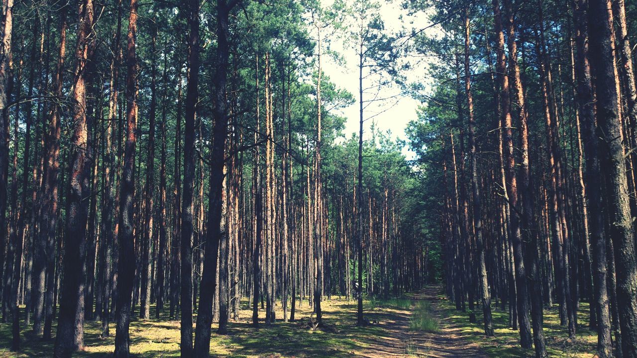 tree, tree trunk, forest, growth, woodland, tranquility, nature, the way forward, treelined, tranquil scene, branch, diminishing perspective, beauty in nature, abundance, outdoors, day, scenics, in a row, no people, footpath