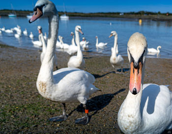 Large white mute swan swans young and cygnets in bevy group low level close up