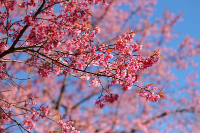 Low angle view of cherry blossoms in spring