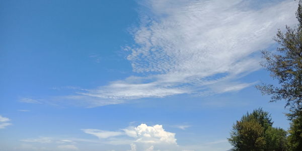 Low angle view of trees against blue sky