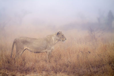 Side view of cat on field