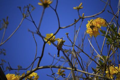 Close-up of yellow flowers against clear blue sky