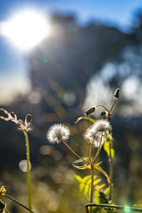 Close-up of flowering plant on field