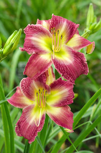 Close-up of flowers blooming outdoors