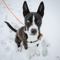 Close-up portrait of dog