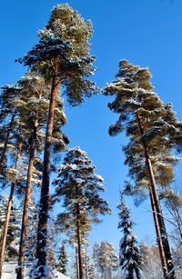 Low angle view of pine trees against sky during winter