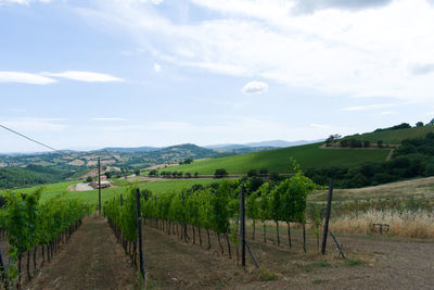 Scenic view of vineyard against sky