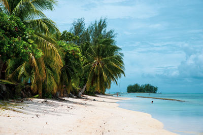 Palm trees on beach against sky